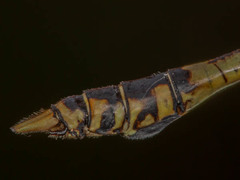 Ictinogomphus dundoensis