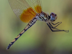 Trithemis monardi