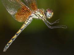 Trithemis monardi