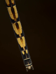 Trithemis monardi