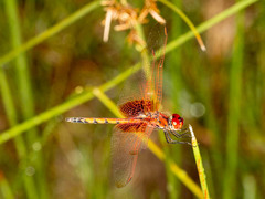 Trithemis monardi