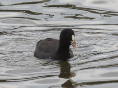 Fulica atra
