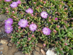 Ruschia lineolata