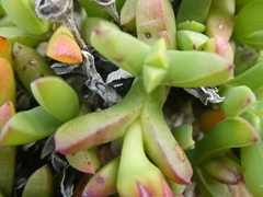 Ruschia lineolata