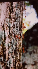 Oecophylla smaragdina