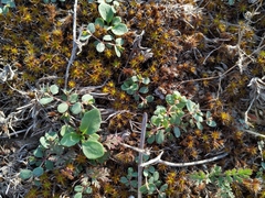 Euphorbia chamaesyce