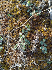 Euphorbia chamaesyce