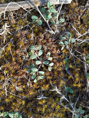 Euphorbia chamaesyce