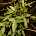 Searsia leptodictya - Photo (c) Wynand Uys, algunos derechos reservados (CC BY), subido por Wynand Uys