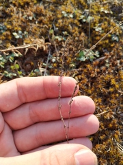 Galium verticillatum