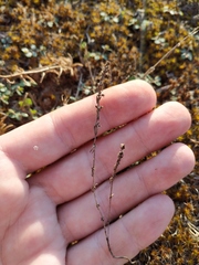 Galium verticillatum