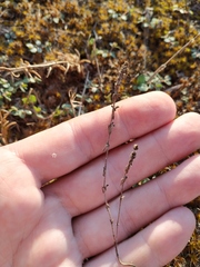 Galium verticillatum