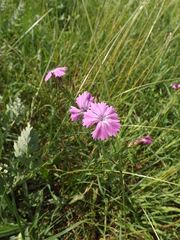 Dianthus chinensis