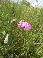 Dianthus chinensis