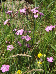 Dianthus chinensis