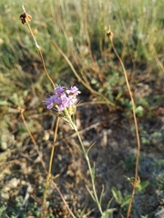 Dianthus pseudarmeria