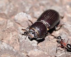 Aulacocyclus edentulus