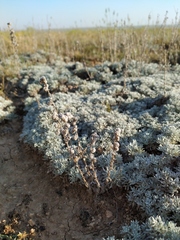 Artemisia alpina