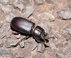 Aulacocyclus edentulus