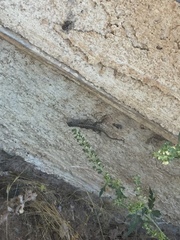Sceloporus occidentalis longipes