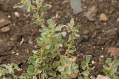 Atriplex muelleri