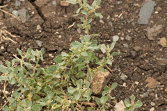 Atriplex muelleri