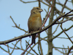 Loxia pytyopsittacus
