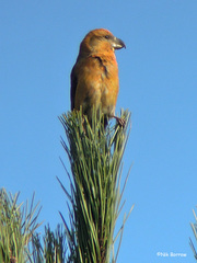Loxia pytyopsittacus