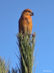 Loxia pytyopsittacus
