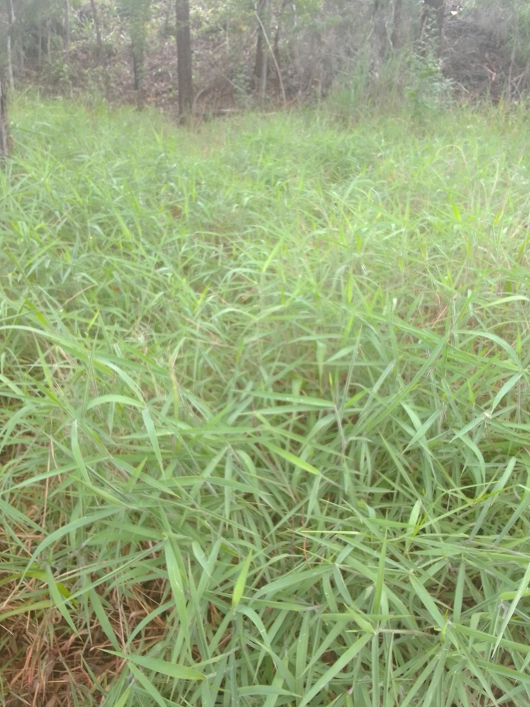 Molasses Grass from Boambee NSW 2450, Australia on January 20, 2021 at