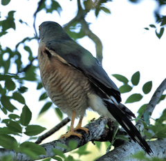 Accipiter tachiro tachiro