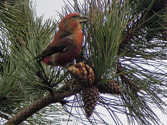Loxia pytyopsittacus
