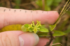 Wikstroemia oahuensis