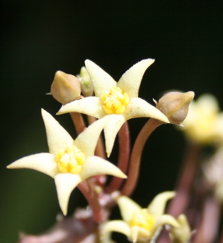 Piaranthus parvulus N.E.Br.