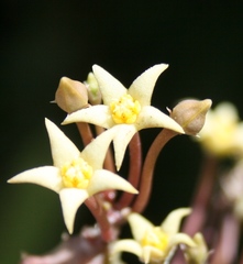 Piaranthus parvulus