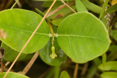 Wikstroemia oahuensis