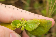 Wikstroemia oahuensis