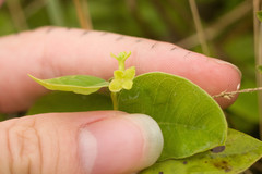 Wikstroemia oahuensis