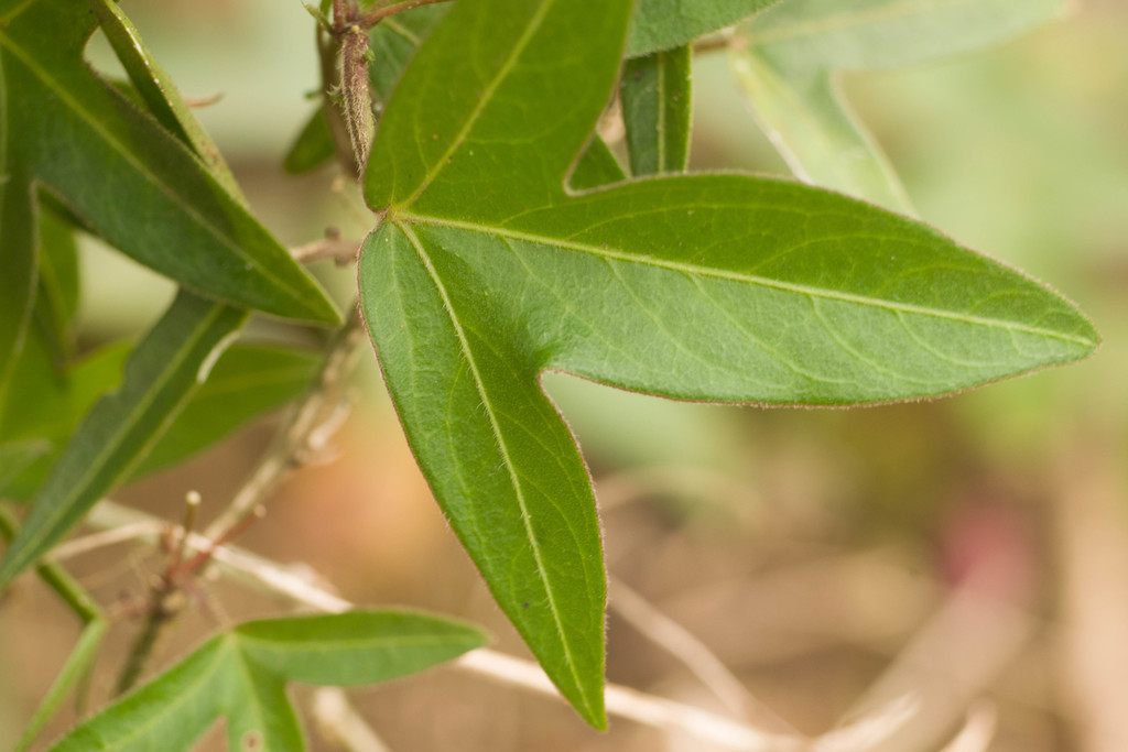 Lạc tiên bần – Passiflora suberosa