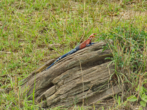 Mwanza Flat-headed Rock Agama
