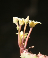Piaranthus parvulus