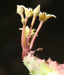 Piaranthus parvulus