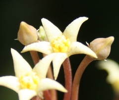 Piaranthus parvulus