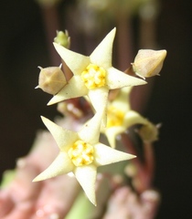 Piaranthus parvulus