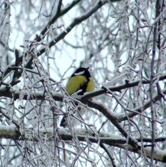 Parus major