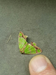 Agathia hilarata