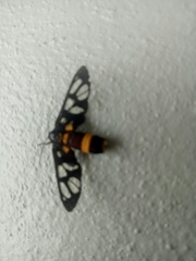 Amata sperbius