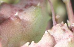 Piaranthus parvulus