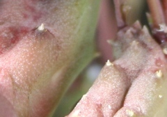 Piaranthus parvulus
