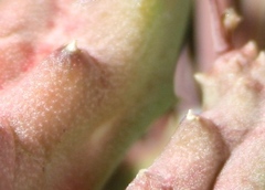 Piaranthus parvulus